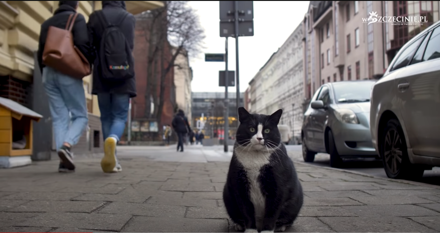 Dans Cette Ville Un Chat Devient L Une Des Attractions Touristiques