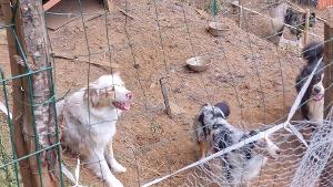 Élevage illicite et maltraitance de chiens dans la Montagne Noire : les propriétaires contestent