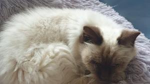 Aude : la chatte Cassiopée, disparue lors d'un déménagement, retrouvée 9 ans après