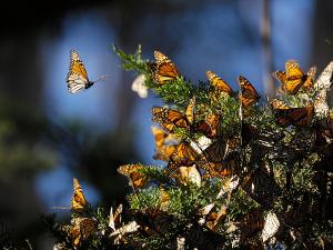 Une chaîne de solidarité se forme pour sauver le papillon monarque