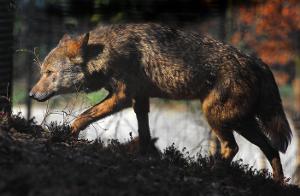 "L’odeur est très particulière" : cette promeneuse assure avoir été attaquée et blessée par un loup