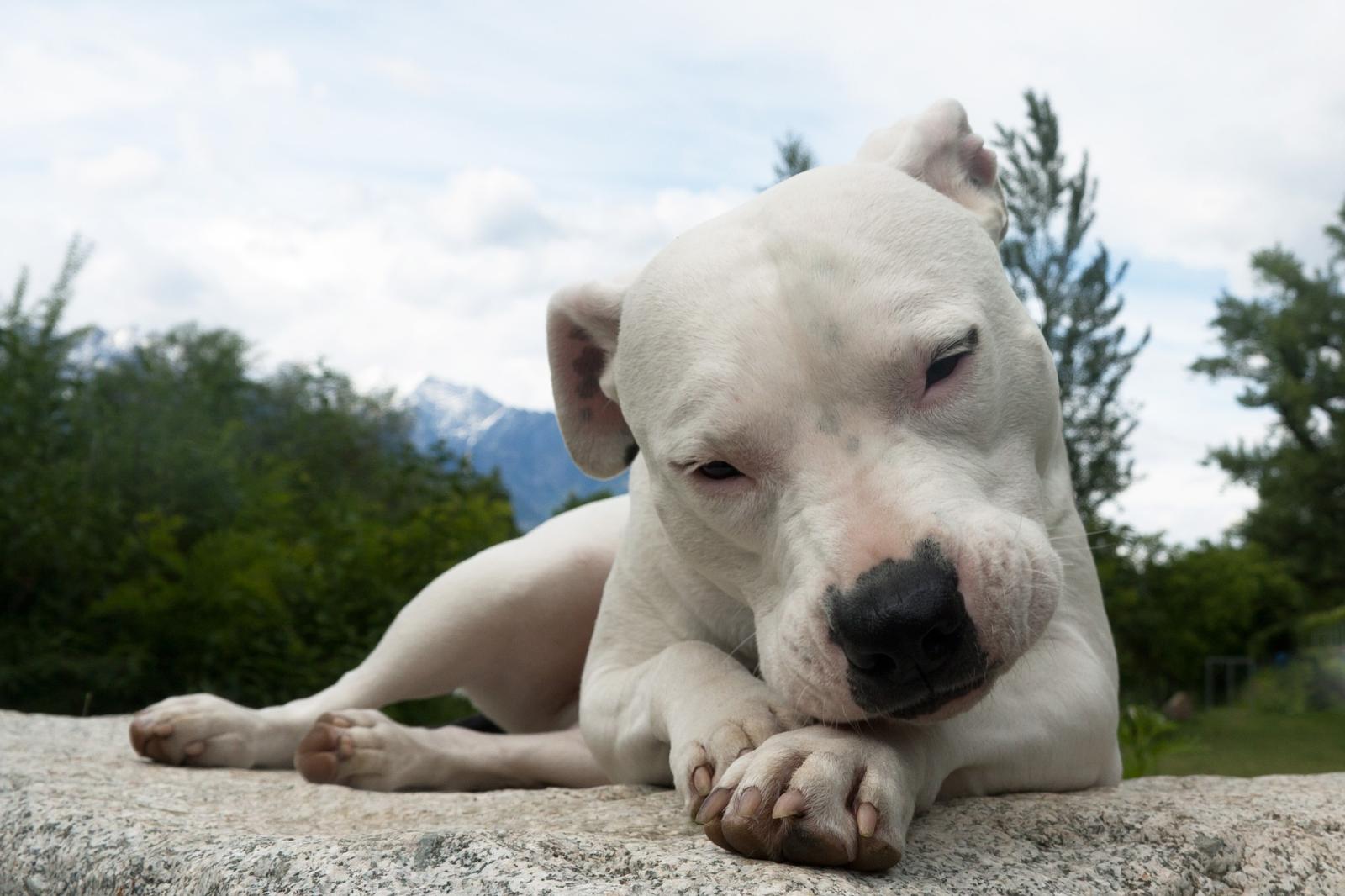 Femme de 93 ans tuée par un chien dans un cimetière : ses proches ont  encore 