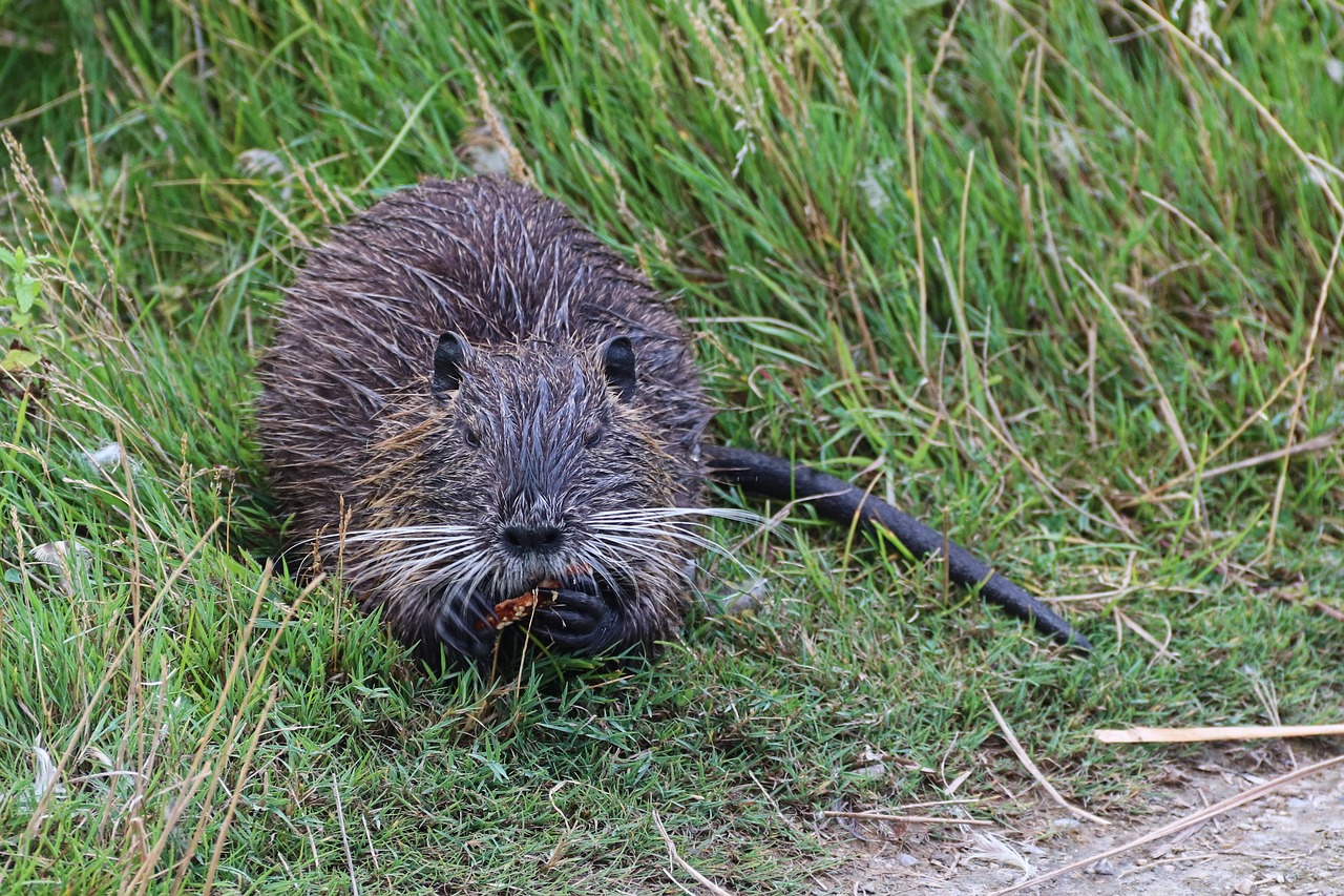 Mort d'un nageur de la «maladie des rats»: «Environ 10 % des