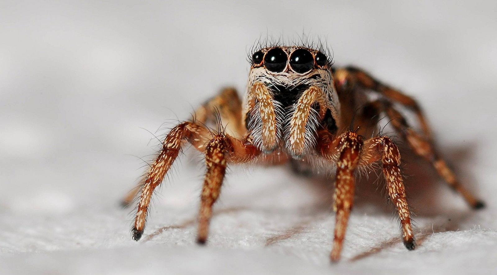 Insolite. Une araignée élit domicile dans sa voiture, il la prend