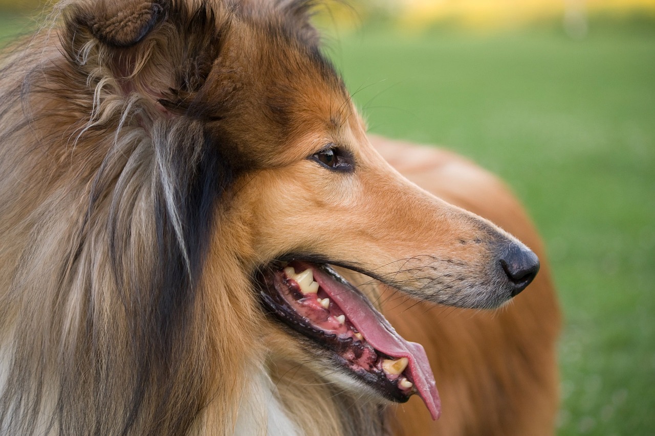 Il rêvait de devenir un chien, il fait créer un costume à 13 000 € et