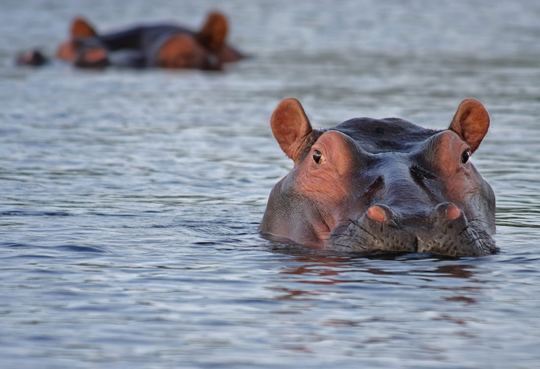 Un hippopotame avale puis recrache un enfant de deux ans