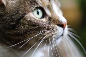 VIDÉO. Le chat s'empale sur un fer à béton sans qu'aucun organe vital ne soit touché : images impressionnantes