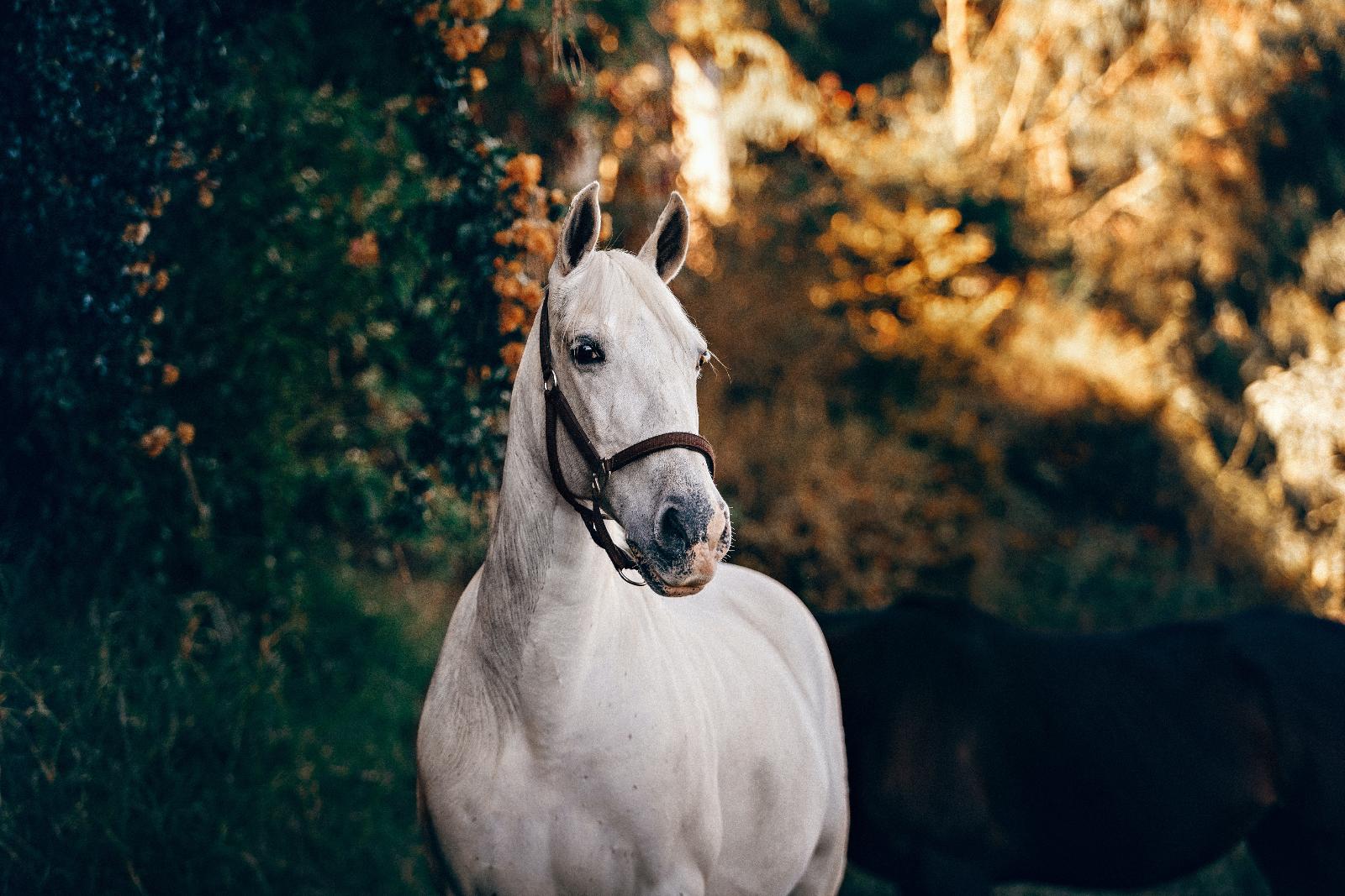 Il viole un cheval et se fait photographier en flagrant délit par des  promeneurs