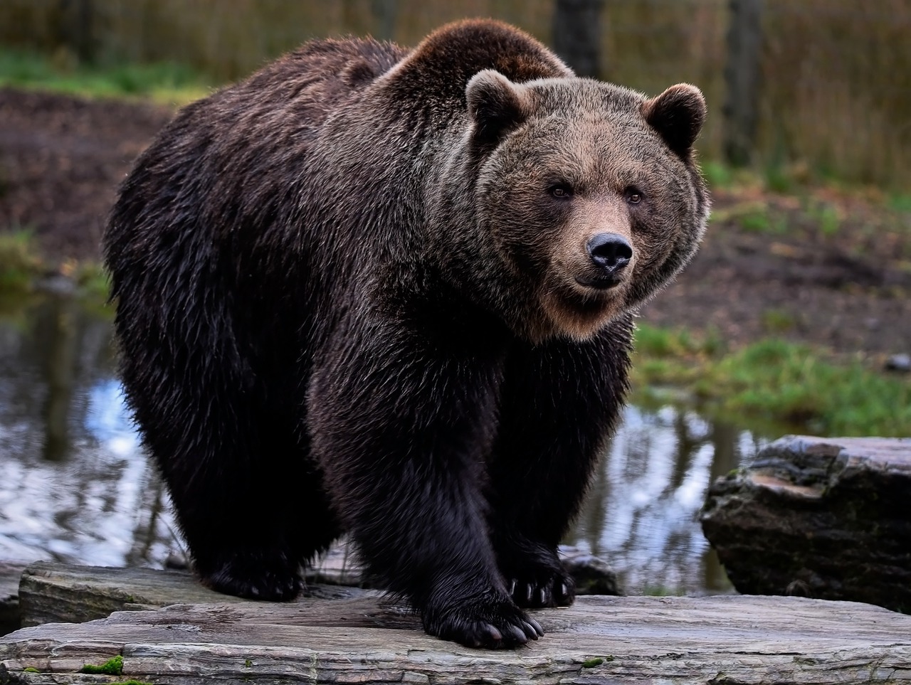 Un chasseur raconte comment un ours l a d figur