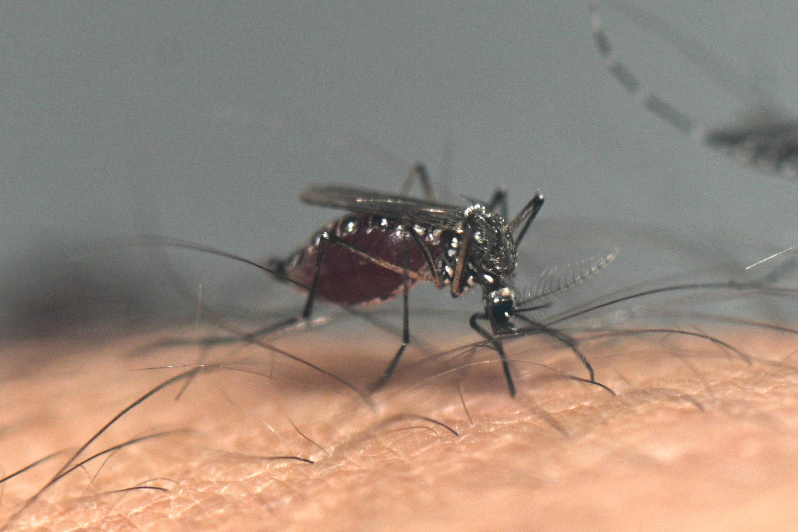 Déjà plus de cas de dengue que l'année dernière, vers une épidémie cet été ?