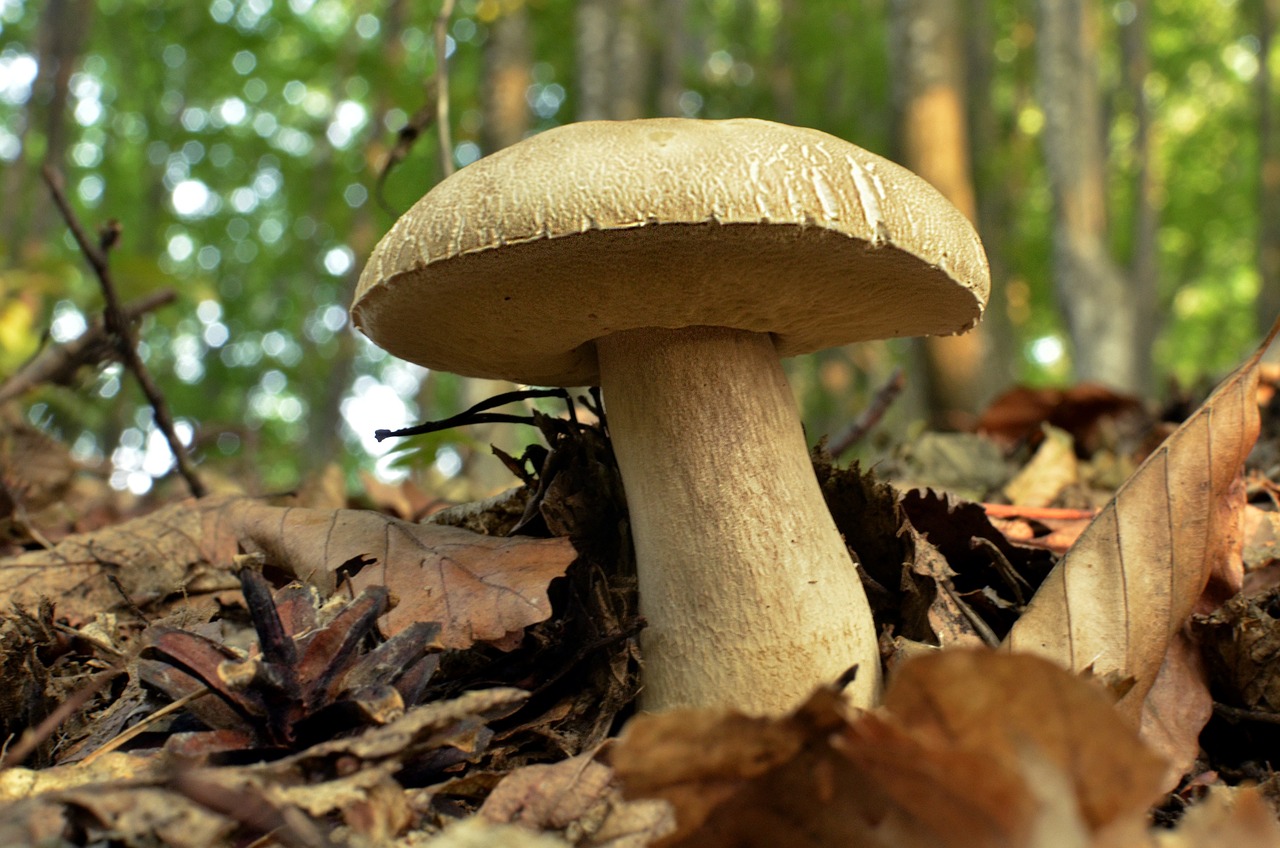 Une cueillette de champignons sous la pluie 