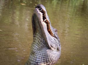 Un alligator abattu alors qu'il serrait le cadavre d'une femme entre ses mâchoires