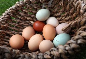 Vous pouvez conserver vos œufs bien au-delà de leur date limite de consommation