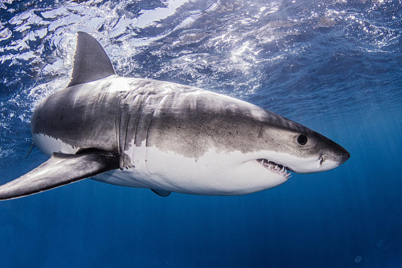 Le grand requin blanc est peut-être déjà présent dans la Manche, la  faute aux phoques !