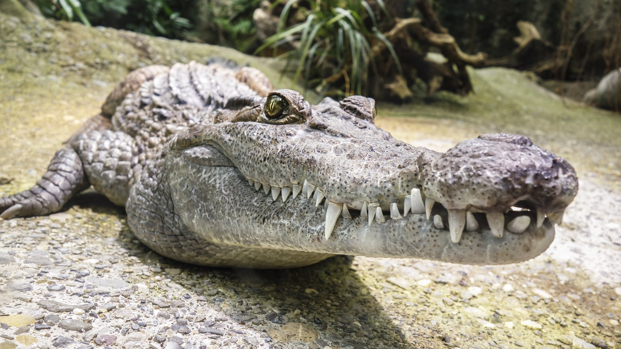 Attaqué Par Un Alligator De Trois Mètres En Se Baignant Dans Un étang Il Perd Un Bras 5329