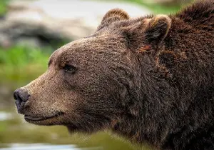 Des ours ont pris l'habitude de squatter leur piscine : "Ils font ce qu'ils veulent et sont bienvenus"