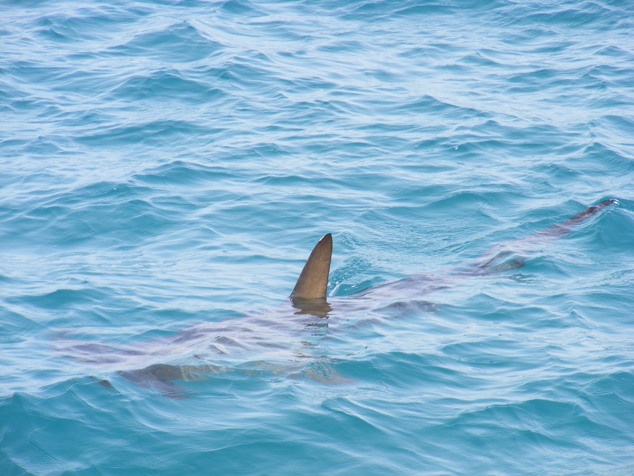 Le grand requin blanc est peut-être déjà présent dans la Manche, la  faute aux phoques !