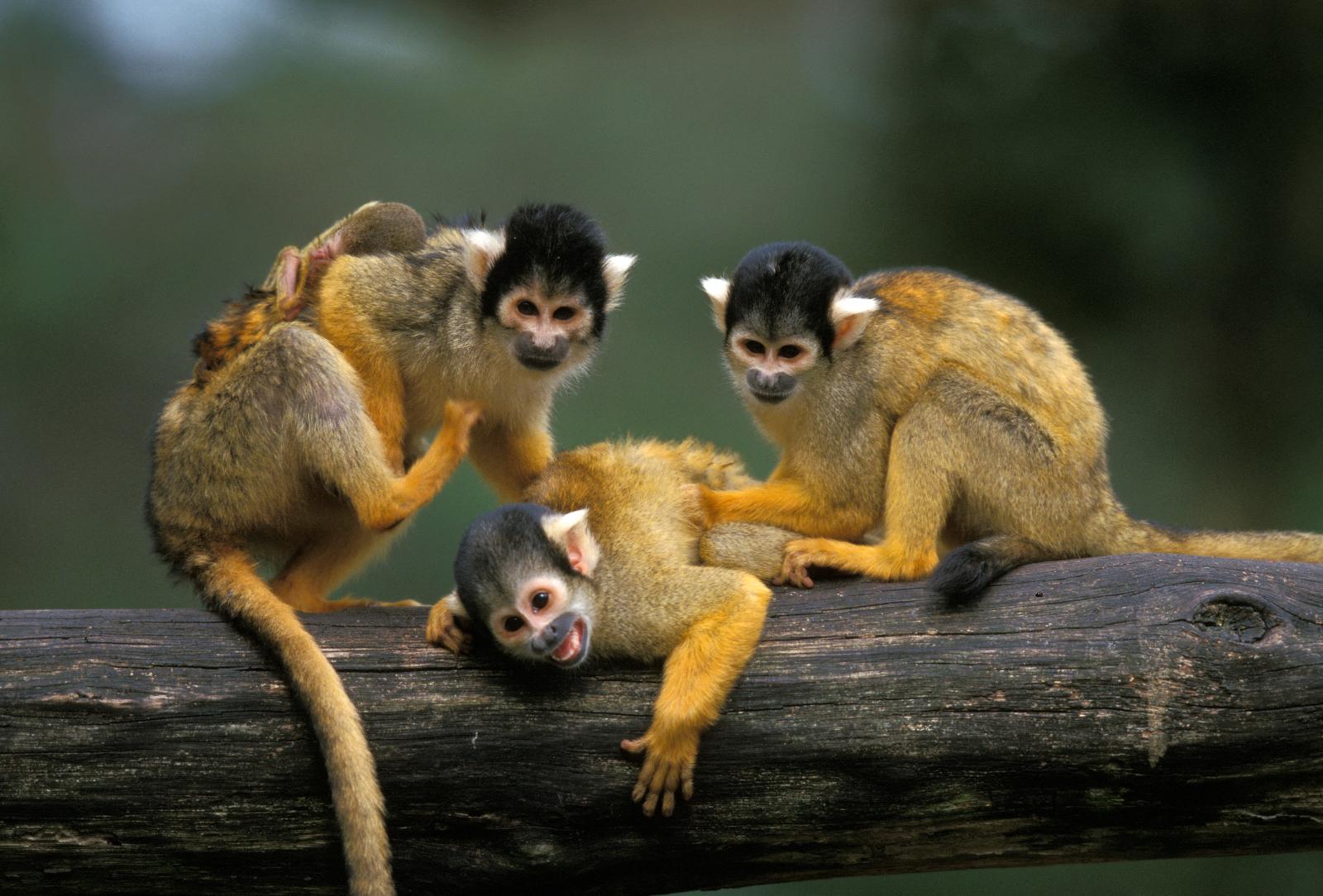 17 singes rarissimes volés dans un zoo