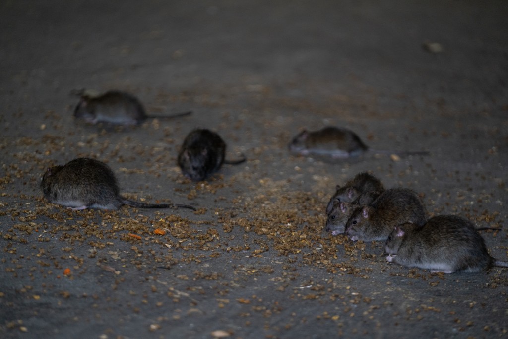 New York rats infected with COVID-19 prompt concern for emergence of new variants.