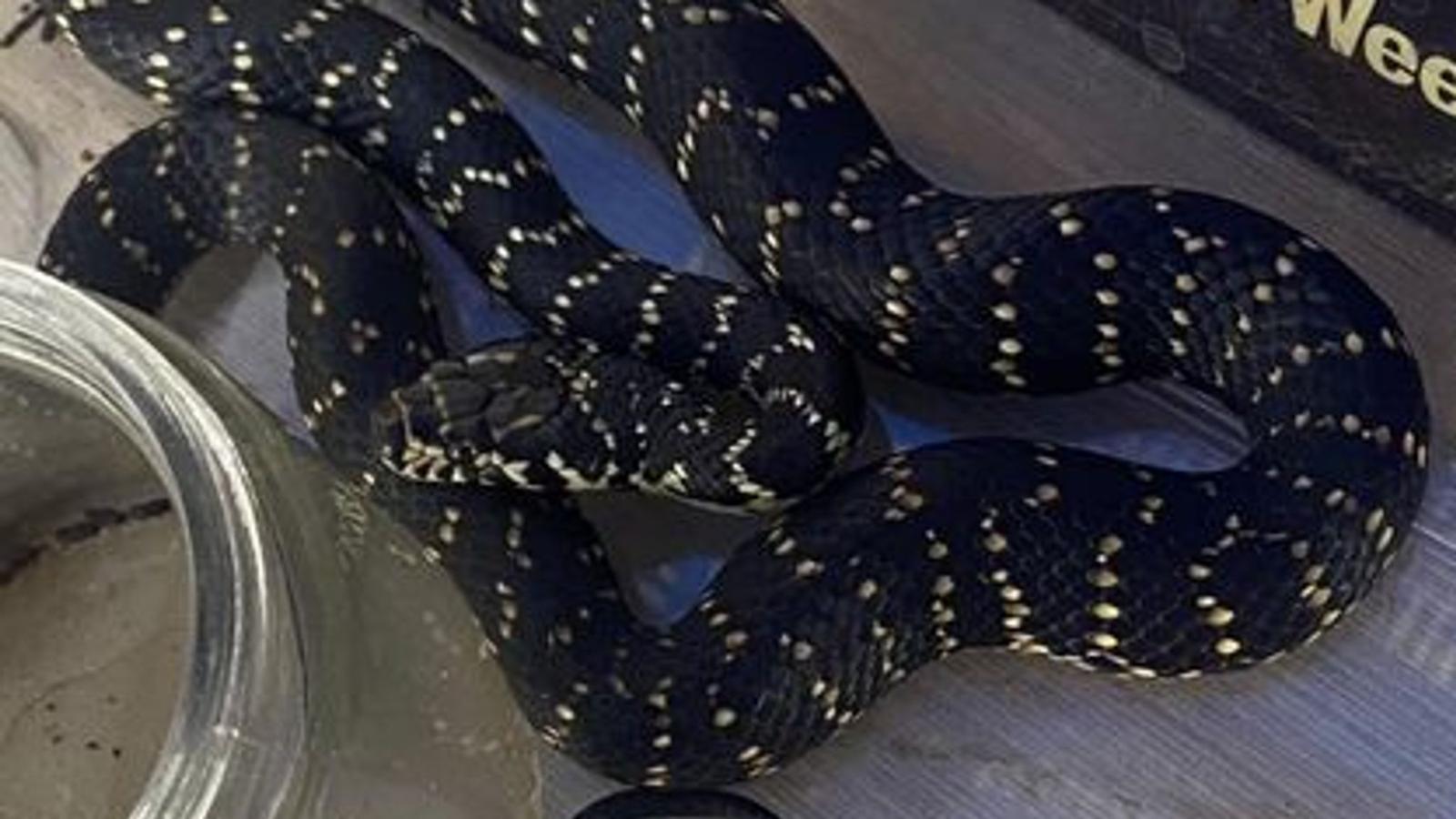 INSOLITE : Un serpent boa capturé sur l'autoroute A26 à Calais