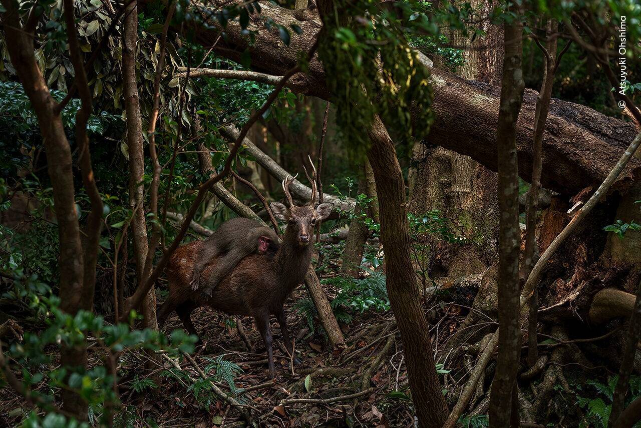 Les photos d'animaux les plus drôles de l'année 2023 récompensées