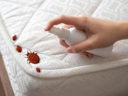 Punaises de lit : Les autorités alertent sur l'utilisation d'un insecticide  toxique pour l'homme