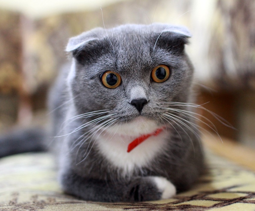 Scottish fold cat.  (Photo: Pixabay/Irina Kukuts)