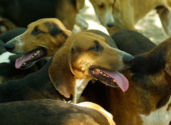 Gironde Un Chat Tue Dans Le Jardin De Ses Proprietaires Par Une Meute De Chiens De Chasse