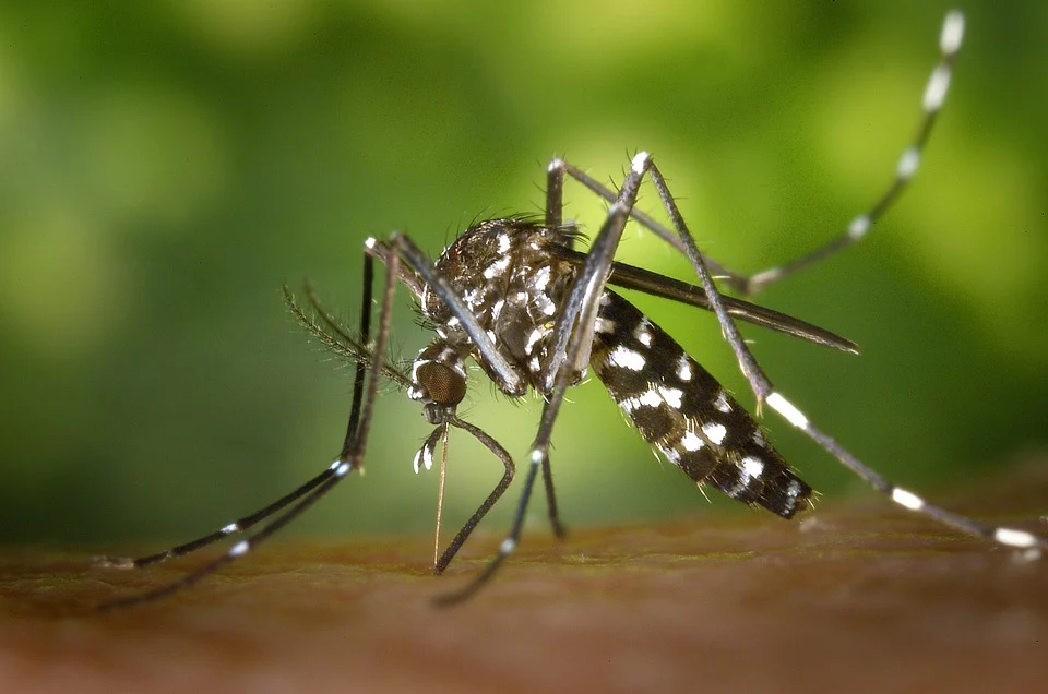 The tiger mosquito is silent and mainly bites during the day.  (Photo: Wikilmages/Pixabay)