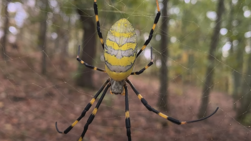 Ces Enormes Araignees Invasives Et Effrayantes Se Repandent Par Millions Aux Etats Unis