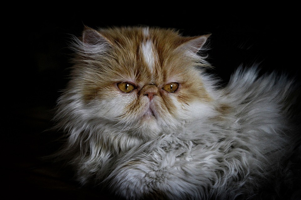 The Persian cat.  (Photo: Pixabay / Deliabertola)